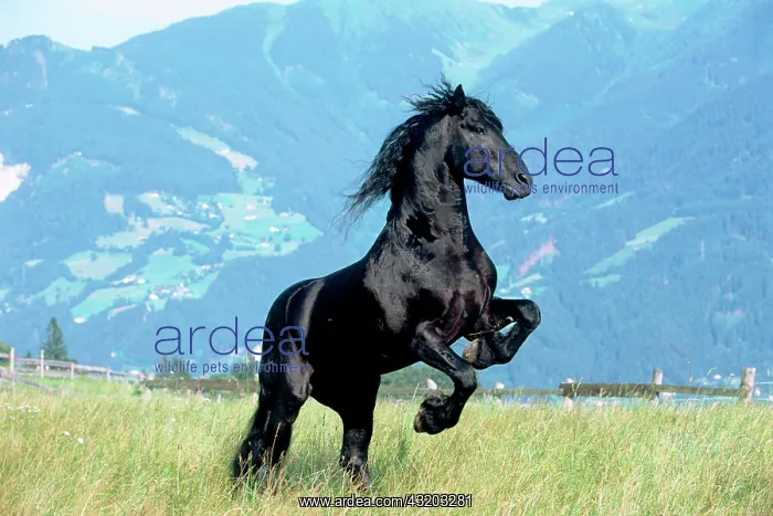: Friesian stallion rises, black, Vomperberg, North : Friesian stallion rises, black, Vomperberg, North