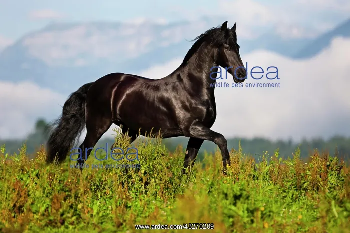 : Friesian trotting on green meadow, mountain range : Friesian trotting on green meadow, mountain range