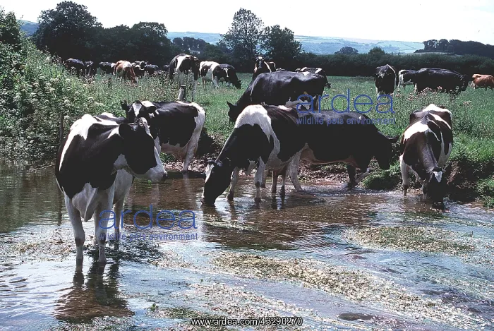 : FRIESIANS CATTLE - drinking from stream : FRIESIANS CATTLE - drinking from stream