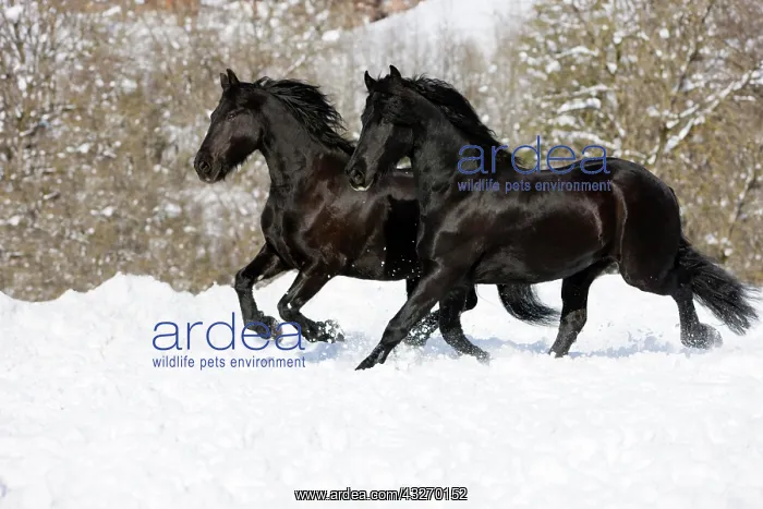 : Friesians trotting through snow, winter, Austria : Friesians trotting through snow, winter, Austria