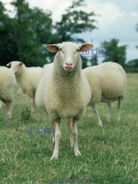 : Friesland Milking Ewe : Friesland Milking Ewe