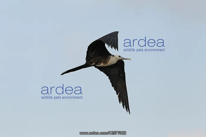 : Frigate Bird : Frigate Bird