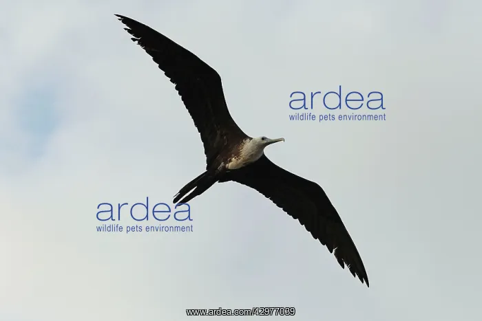 : Frigate Bird : Frigate Bird