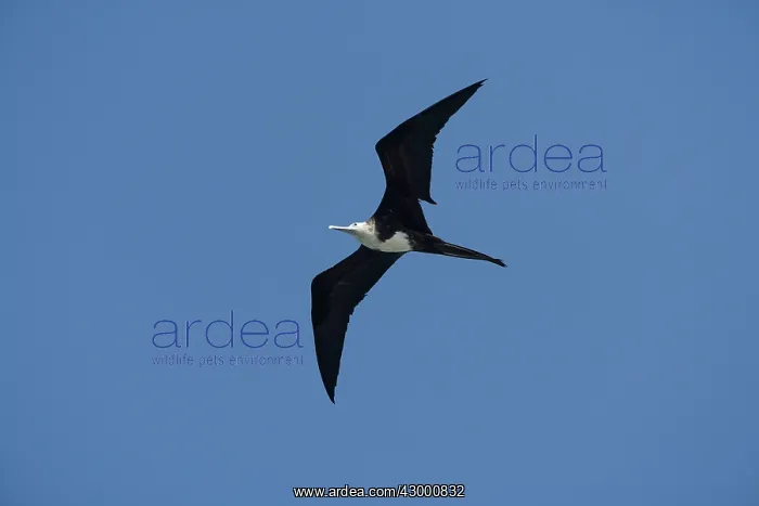 : Frigate Bird : Frigate Bird