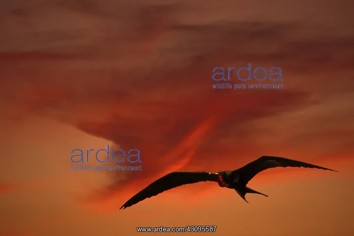 : Frigate Bird : Frigate Bird