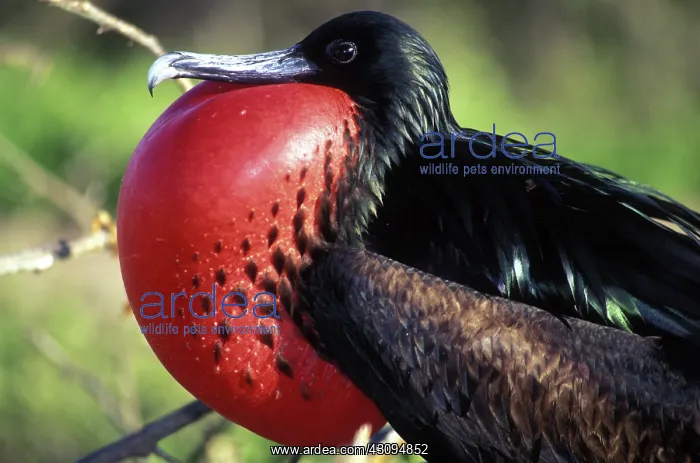 : Frigate bird displaying : Frigate bird displaying