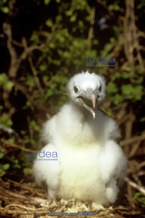 : Frigatebird - chick : Frigatebird - chick