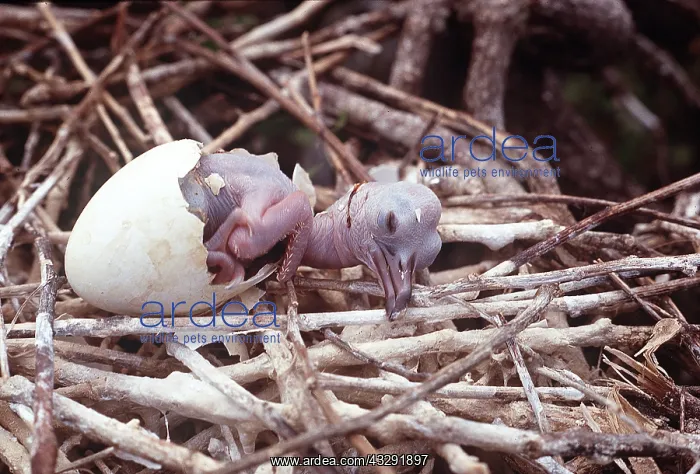 : FRIGATEBIRD - chick hatching : FRIGATEBIRD - chick hatching