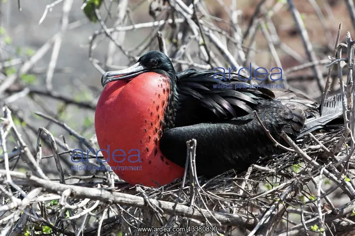 : Frigatebird (Fregata) Galapagos Islands, Ecuador, S : Frigatebird (Fregata) Galapagos Islands, Ecuador, S