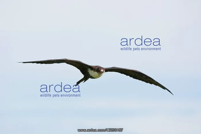 : Frigatebird (Fregata magnificens) in flight : Frigatebird (Fregata magnificens) in flight