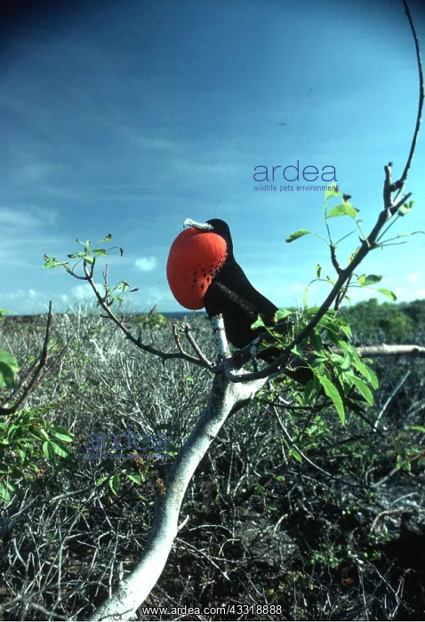  : FRIGATEBIRD - male, perched on branch