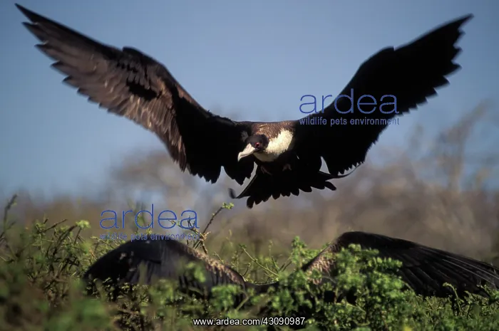 : Frigatebird mating display : Frigatebird mating display