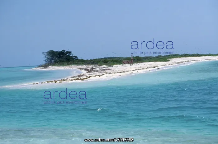 : Frigatebird Nesting Island : Frigatebird Nesting Island
