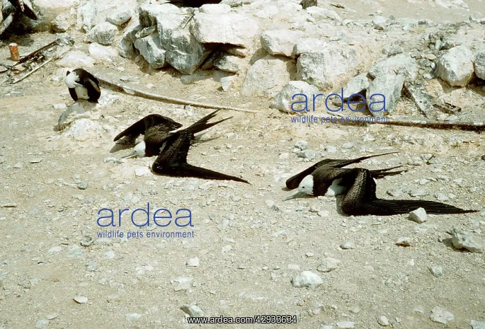 : FRIGATEBIRDS - sunning : FRIGATEBIRDS - sunning