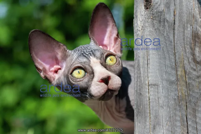 : Frightened kitten peeps out from behind wooden post : Frightened kitten peeps out from behind wooden post