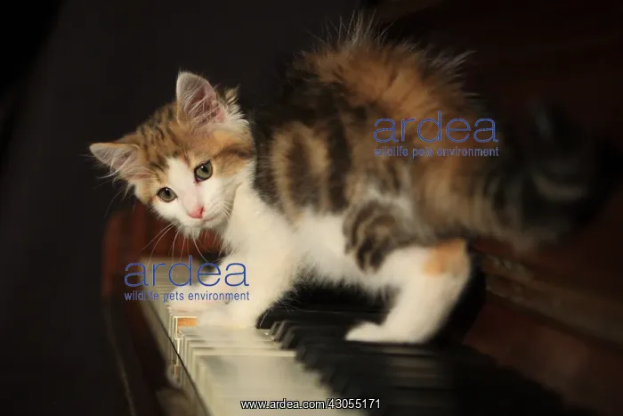 : Frightened kitten on a piano : Frightened kitten on a piano