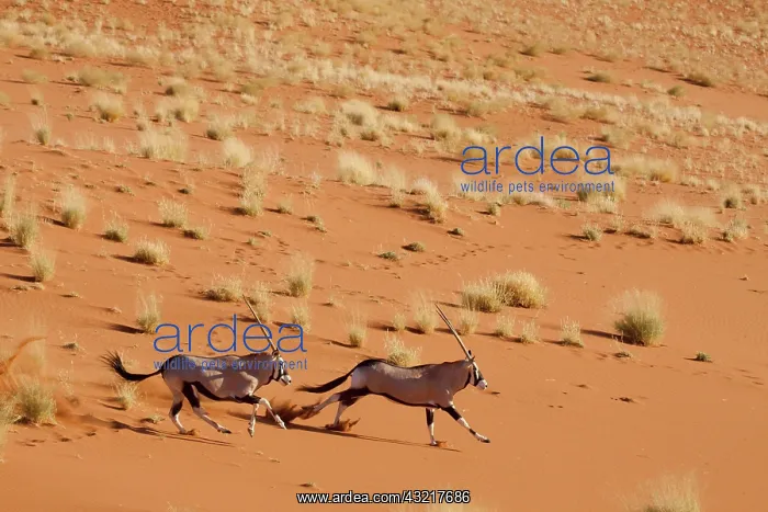: Frightened Oryx (Oryx beisa beisa) pair : Frightened Oryx (Oryx beisa beisa) pair
