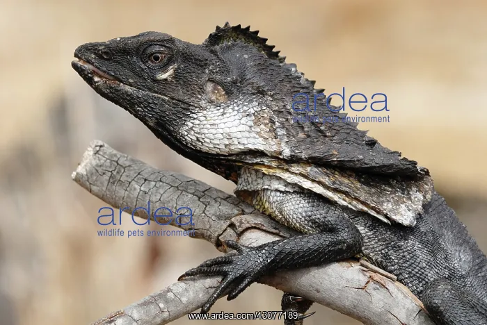 : Frill necked Lizard : Frill necked Lizard