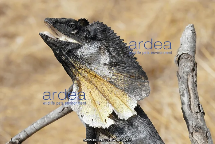  : Frill necked Lizard