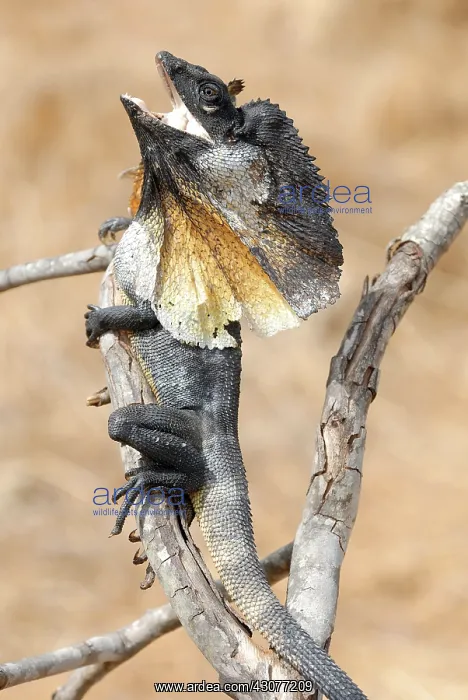 : Frill necked Lizard : Frill necked Lizard