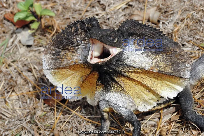  : Frill necked Lizard