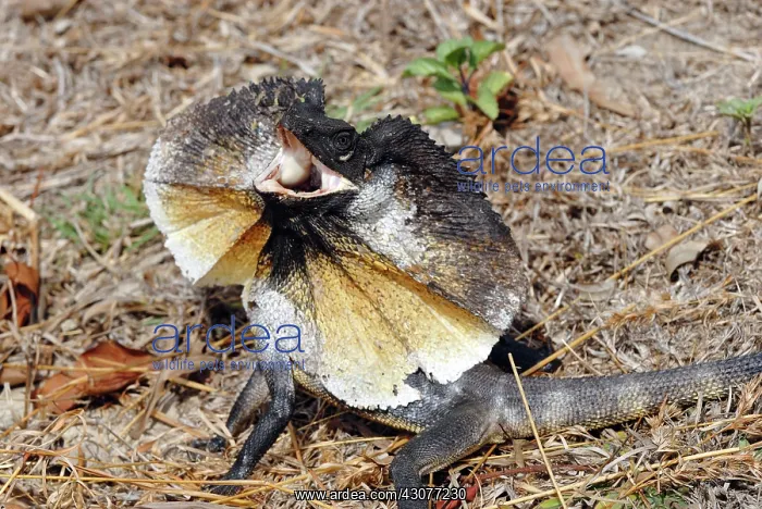 : Frill necked Lizard : Frill necked Lizard