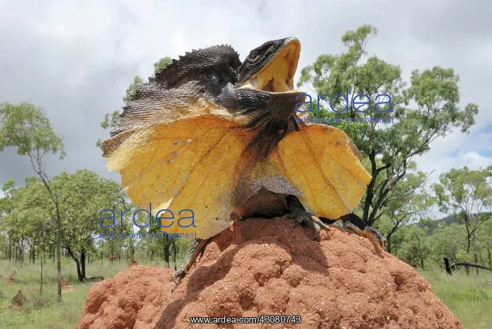  : Frill-necked Lizard