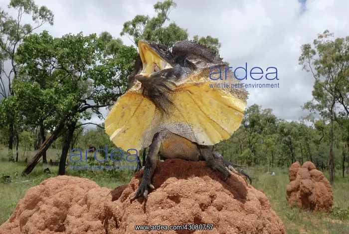 : Frill-necked Lizard : Frill-necked Lizard