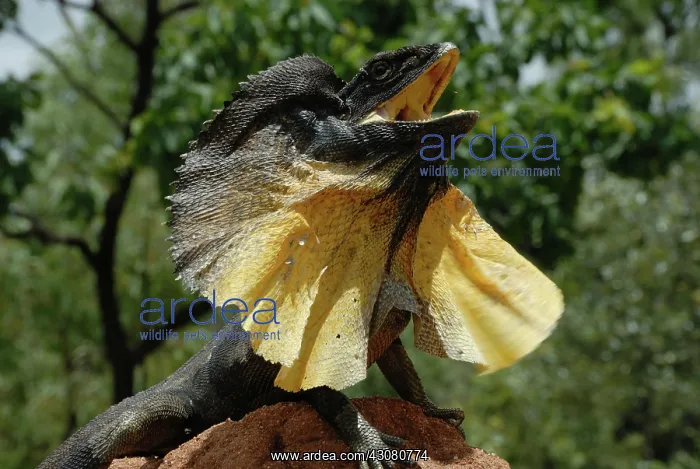 : Frill-necked Lizard : Frill-necked Lizard