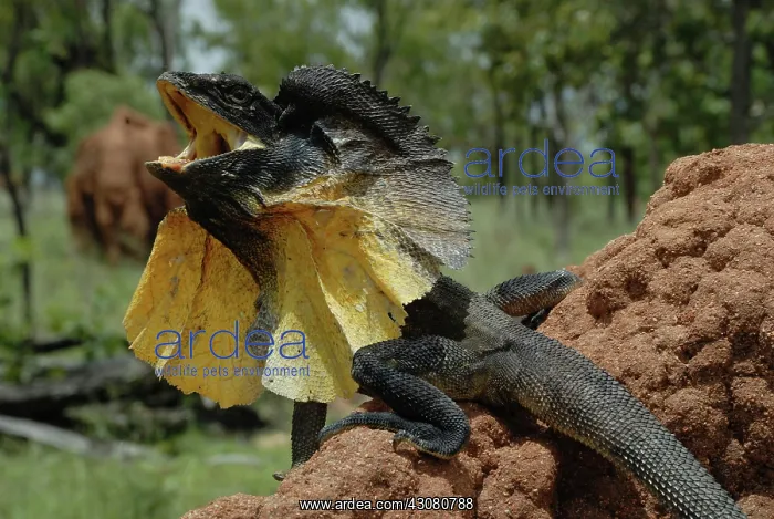 : Frill-necked Lizard : Frill-necked Lizard