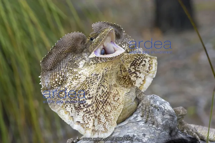 : Frill-necked Lizard : Frill-necked Lizard