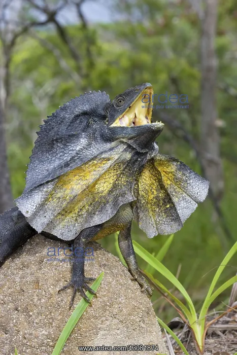 : Frill-necked Lizard : Frill-necked Lizard