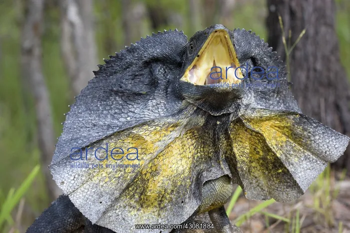 : Frill-necked Lizard : Frill-necked Lizard