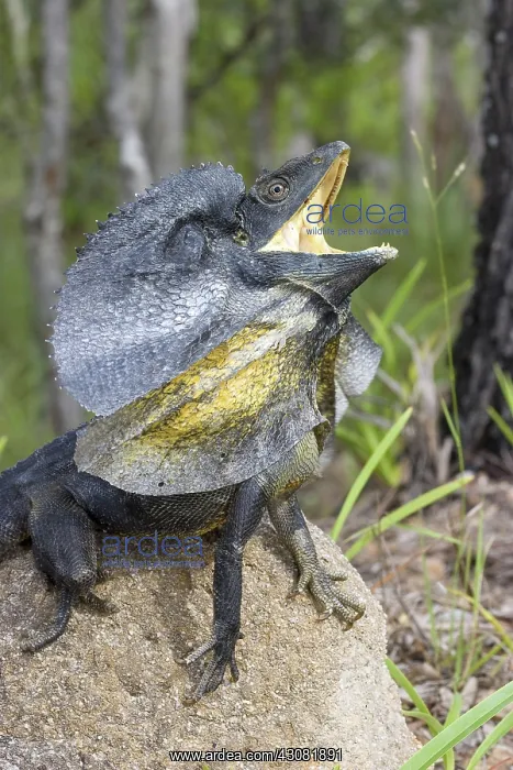  : Frill-necked Lizard