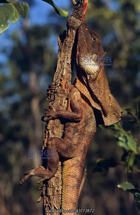  : Frill-necked Lizard