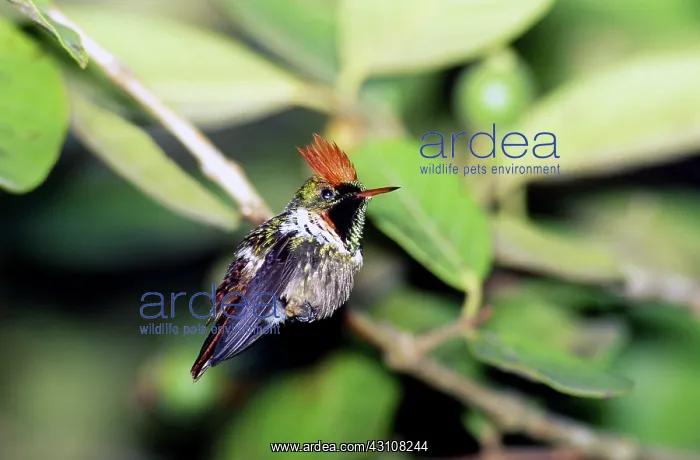 : Frilled Coquette Hummingbird : Frilled Coquette Hummingbird