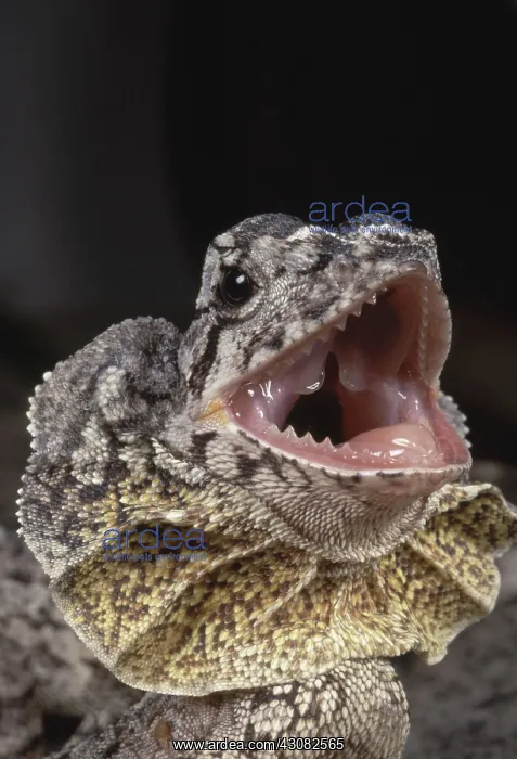 : Frilled Dragon : Frilled Dragon