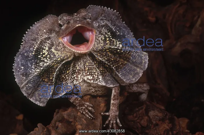 : Frilled Dragon : Frilled Dragon