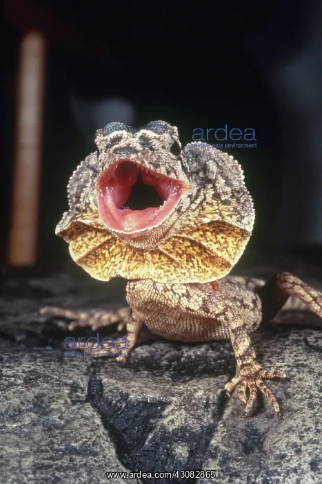 : Frilled Dragon : Frilled Dragon