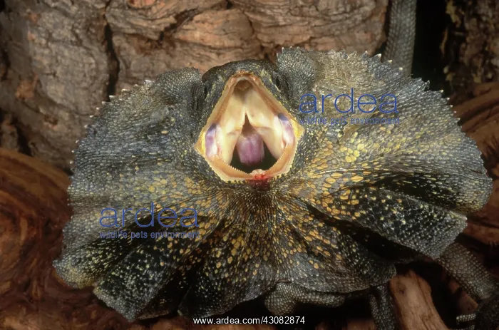 : Frilled Dragon : Frilled Dragon