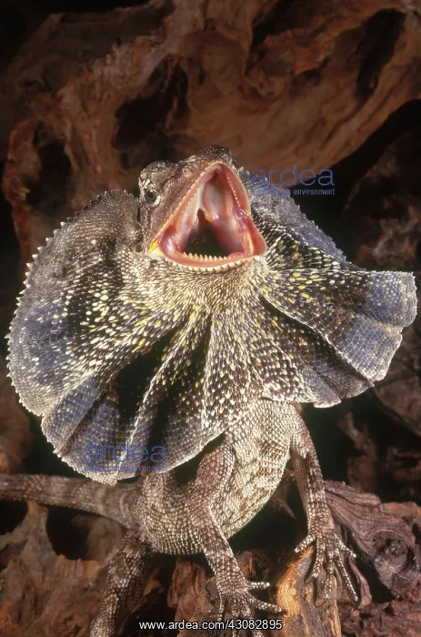 : Frilled Dragon : Frilled Dragon