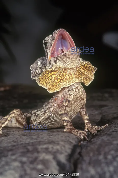 : Frilled Dragon : Frilled Dragon