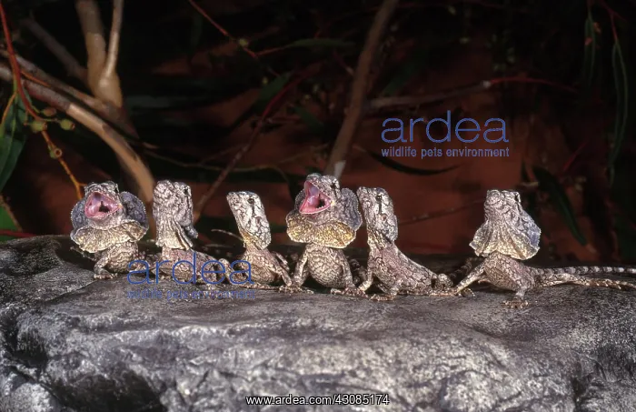  : Frilled Dragons
