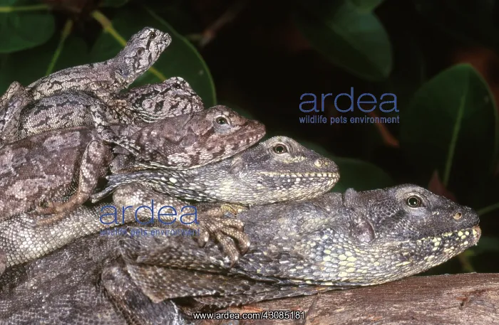  : Frilled Dragons