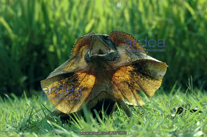 : Frilled Lizard : Frilled Lizard