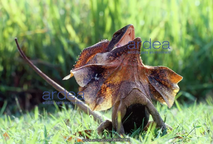 : FRILLED LIZARD : FRILLED LIZARD