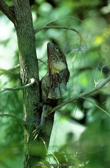 : Frilled Lizard : Frilled Lizard