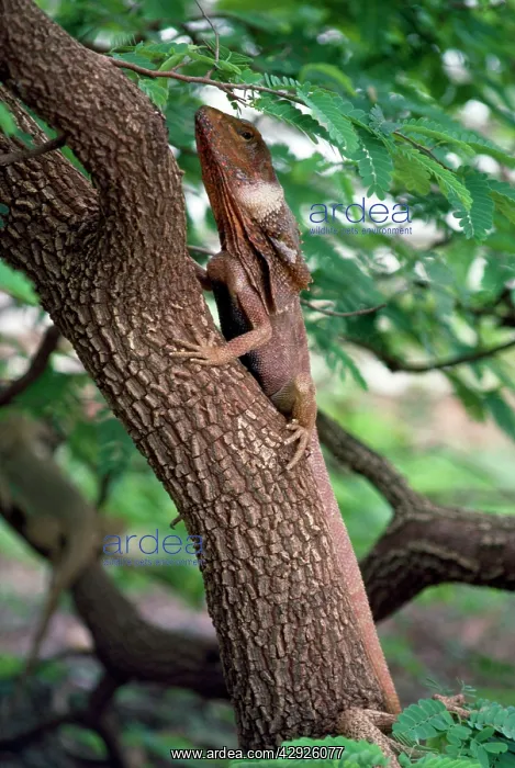 : Frilled Lizard - : Frilled Lizard -