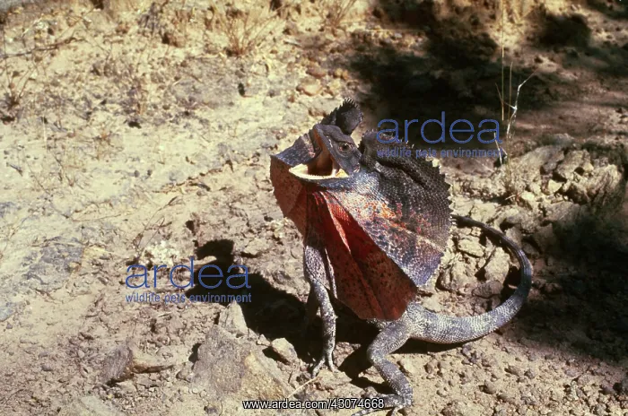 : Frilled Lizard : Frilled Lizard