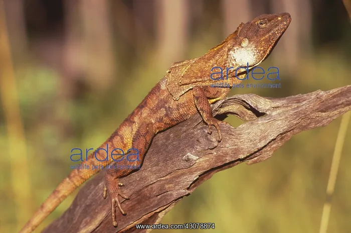 : Frilled Lizard : Frilled Lizard